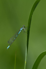 Coenagrion lunulatum